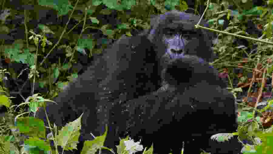 Witness the Gorilla at Bwindi Impenetrable National Park
