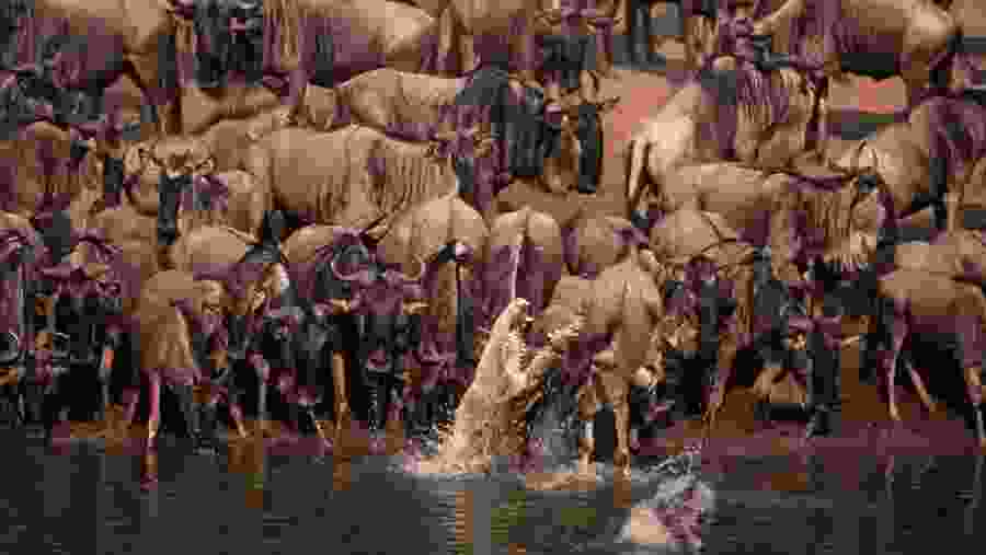 Wildebeest Migration