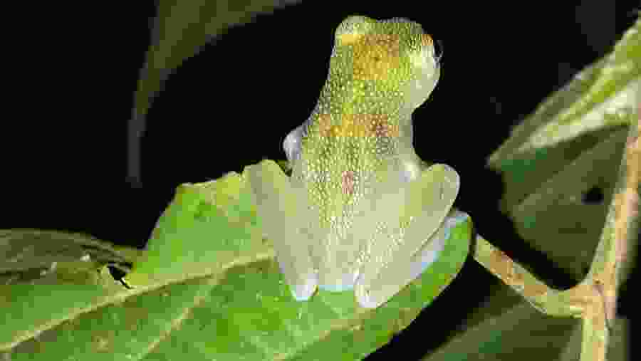 Local Flora and Fauna of Drake Bay, Costa Rica