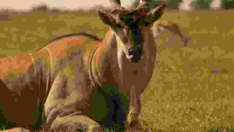 common eland