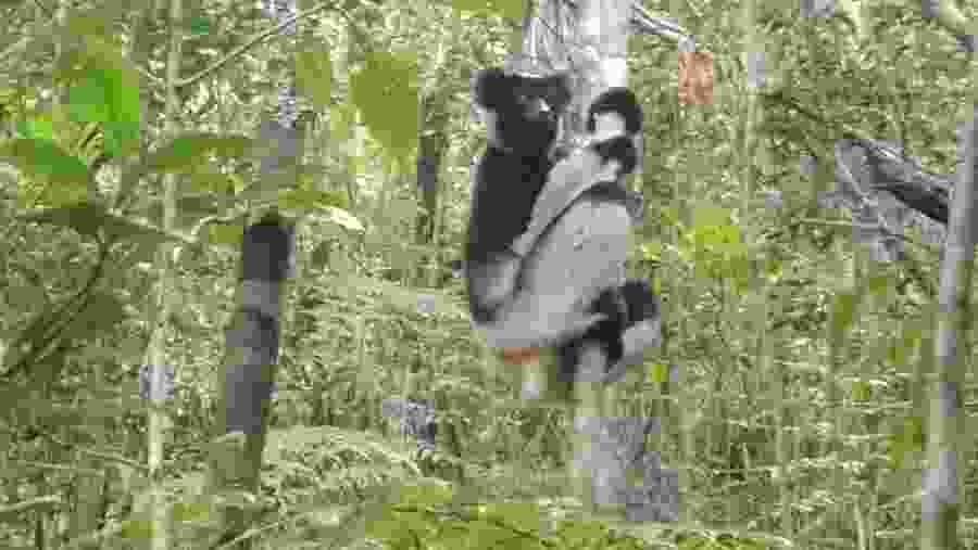 Indri indri lemurs