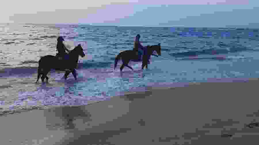 Horse Riding In Port City