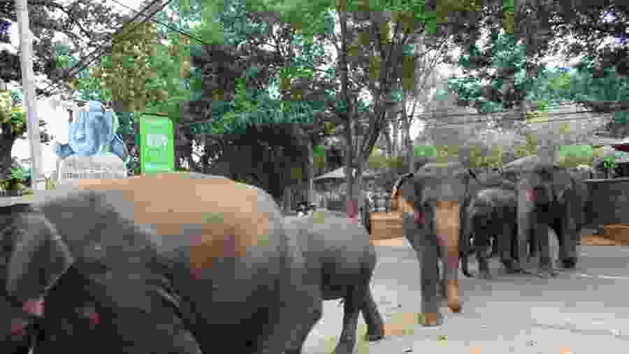 Exploring Pinnawala Elephant Orphange