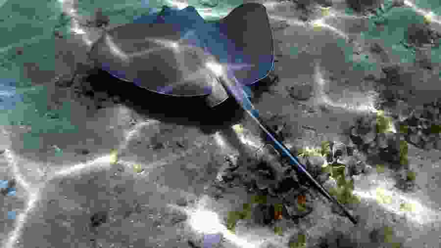 See Stingrays at Cahuita