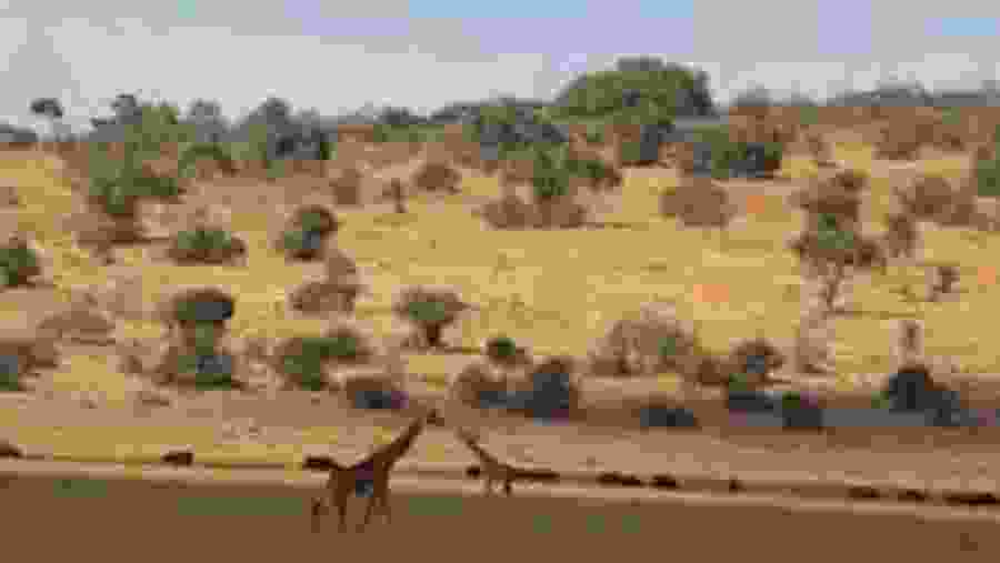 Queen Elizabeth National Park,