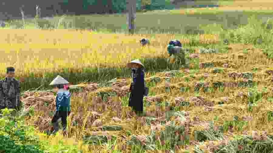 Rice Farming