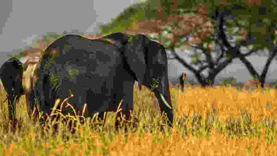 African Elephant