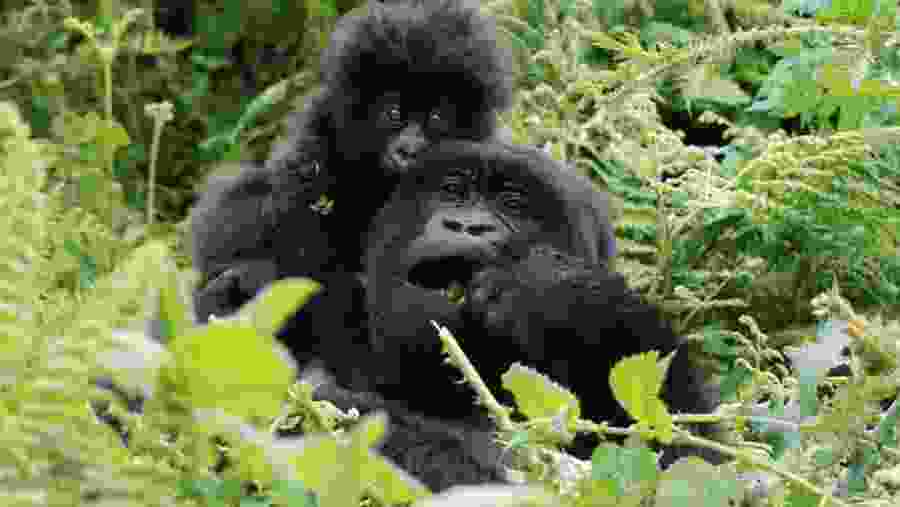 Witness the native African wildlife