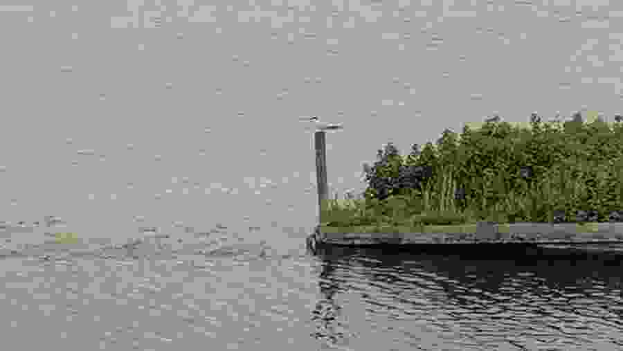 Bird by the Waterside