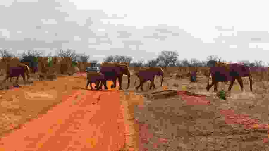 Come face to face with elephants on game drives