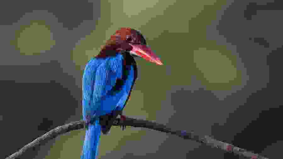 Kingfisher