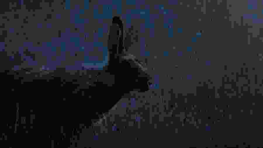 Nocturnal View in Colombo