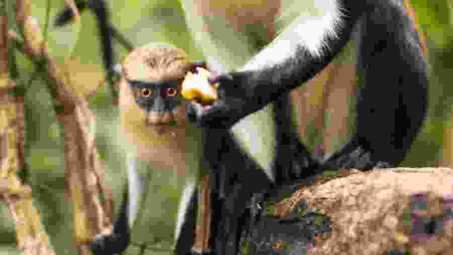 Tafi Atome monkey sanctuary 
