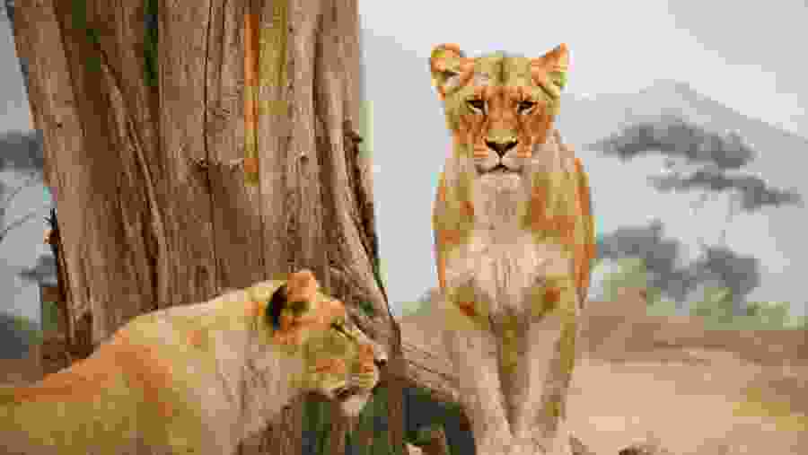 Witness the African wildlife