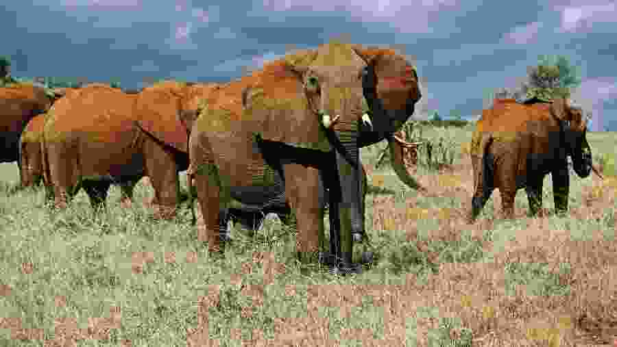 Elephant Herds at Tsavo East National Park