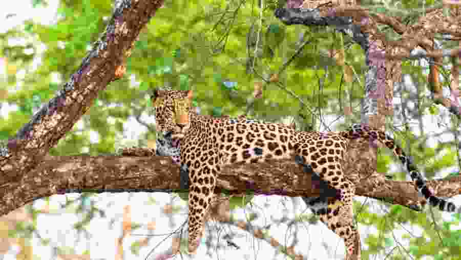 Sighting a Leopard at Murchison National Park