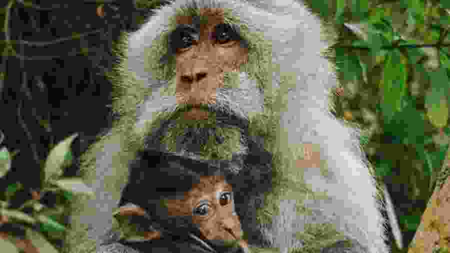 Lagoon Tour To Monkey Island