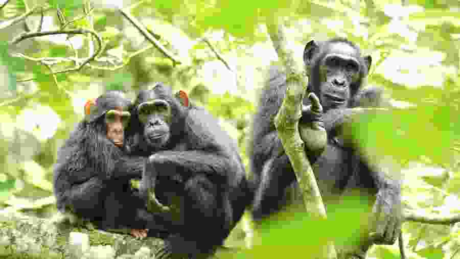 Chimpanzee Family during Chimpanzee Trekking in Kibale Forest National Park