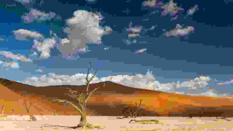 Sossusvlei & Coast & Etosha National Park