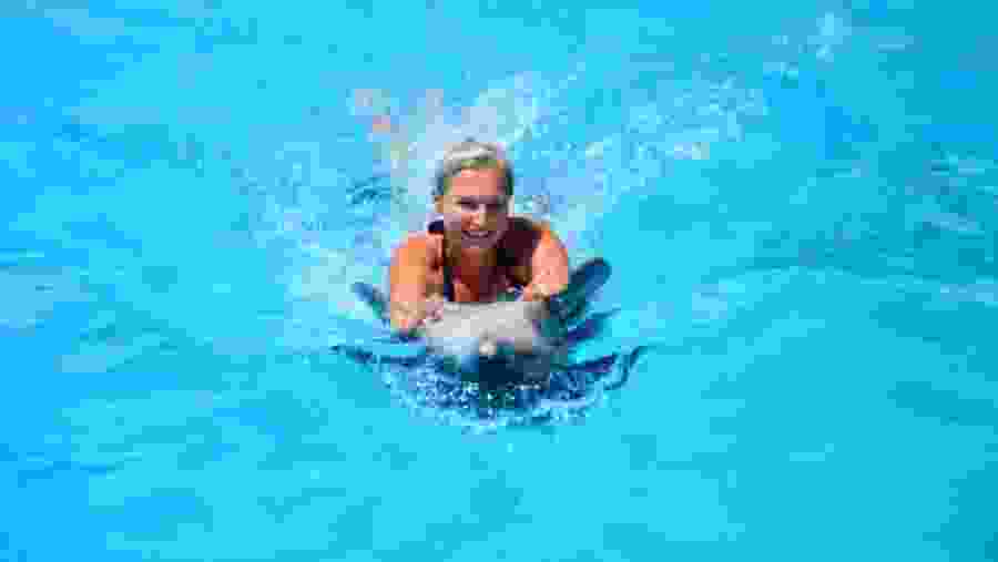 Travelers at the Dolphin World