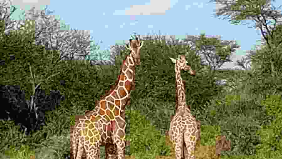 Masai Giraffe