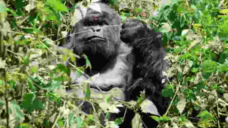 Gorilla Trekking in Volcanoes National Park