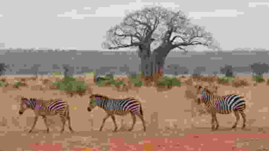 Zebras