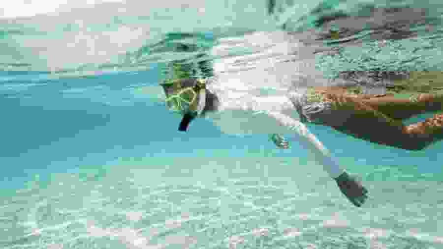 Snorkeling in the Daymaniyat Islands