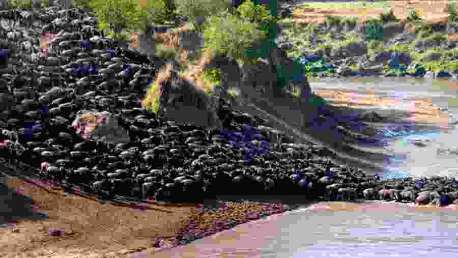 Annual Wilderbeest Migration