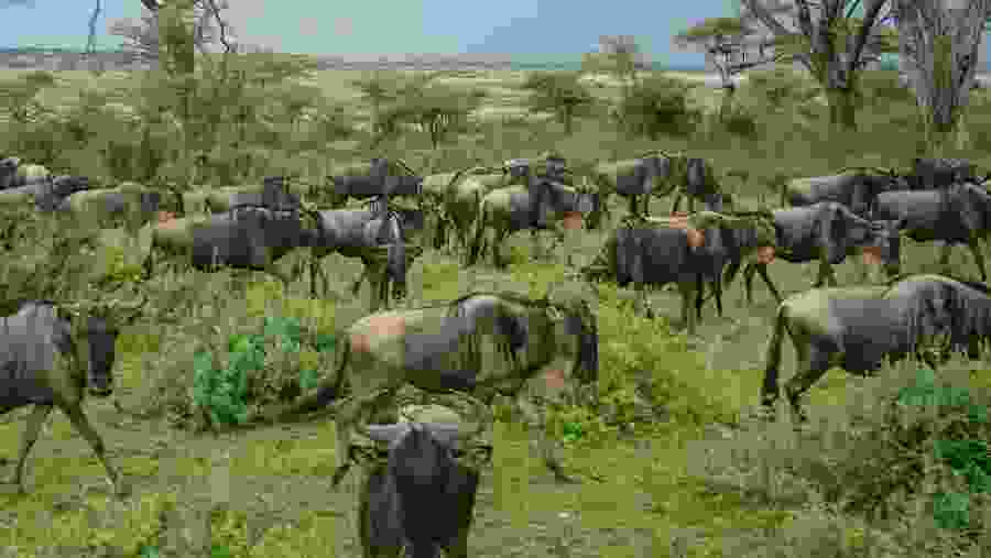 Wildebeest During The Great Migration