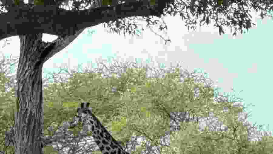 Serengeti National Park