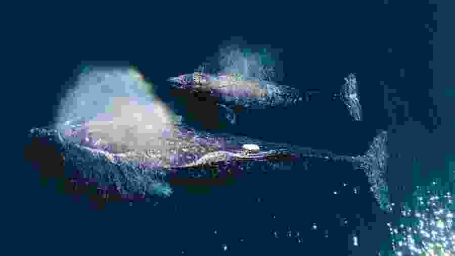 Dolphin And Whale Watching