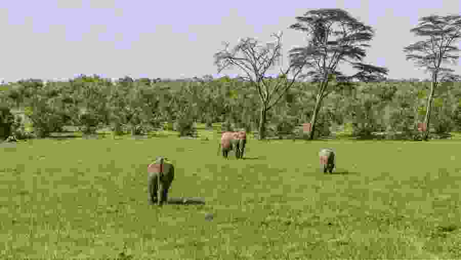 Elephants at the Ol Pejeta Conservancy