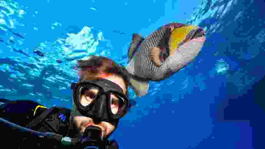 Travelers scuba diving in the Red Sea