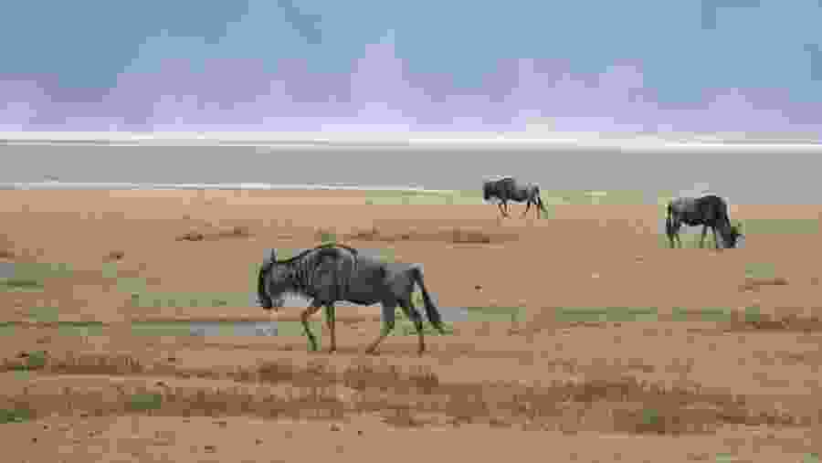 Wildebeests at Ngorongoro Crater
