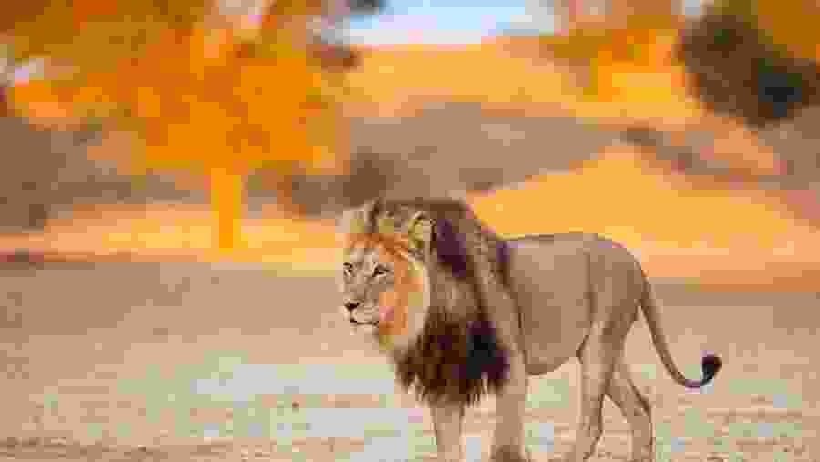 Spot lion in the wild in Masai Mara