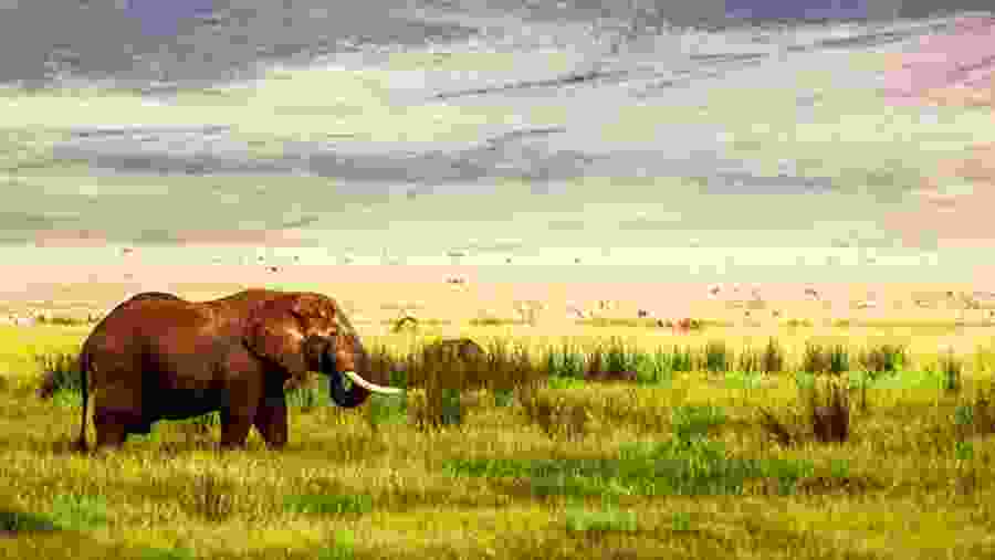 Elephants at Serengeti National Park