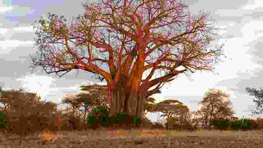 Witness the magnificent baobab tree
