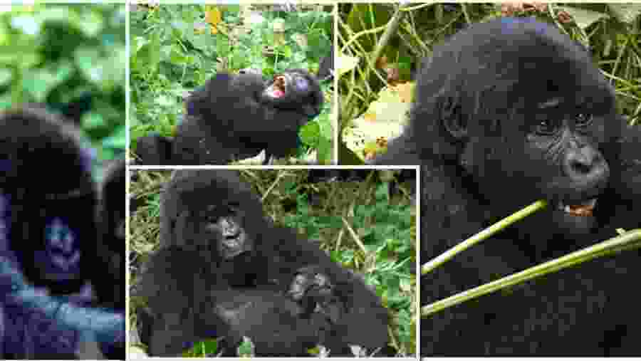 Gorillas at the Bwindi National Park