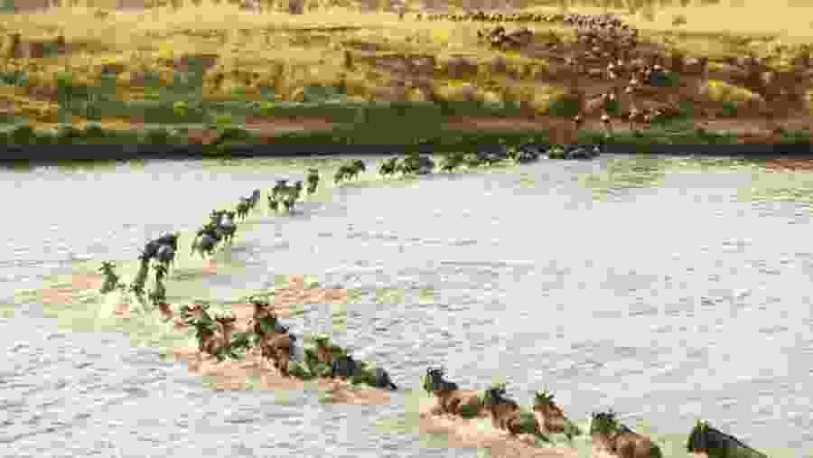 Wildebeest Migration