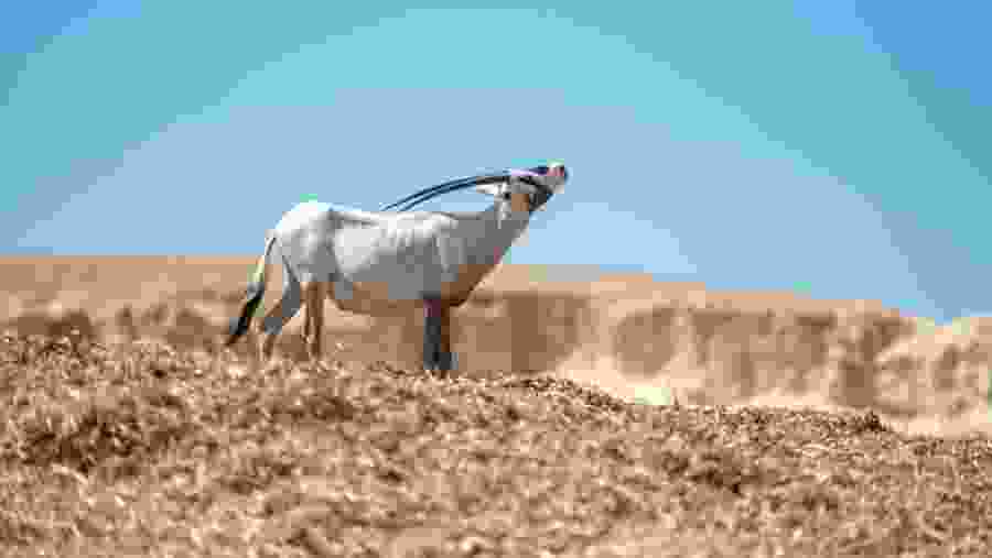 Spot the native African wildlife