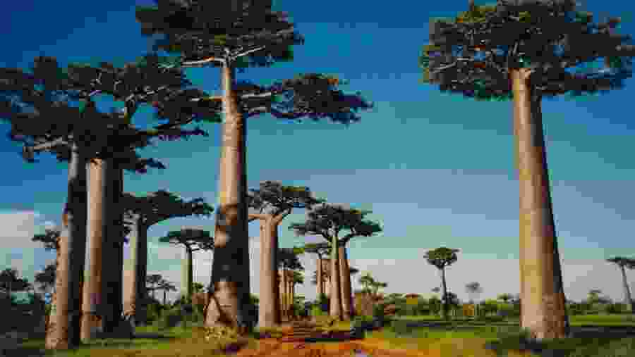 Avenue of the Baobabs
