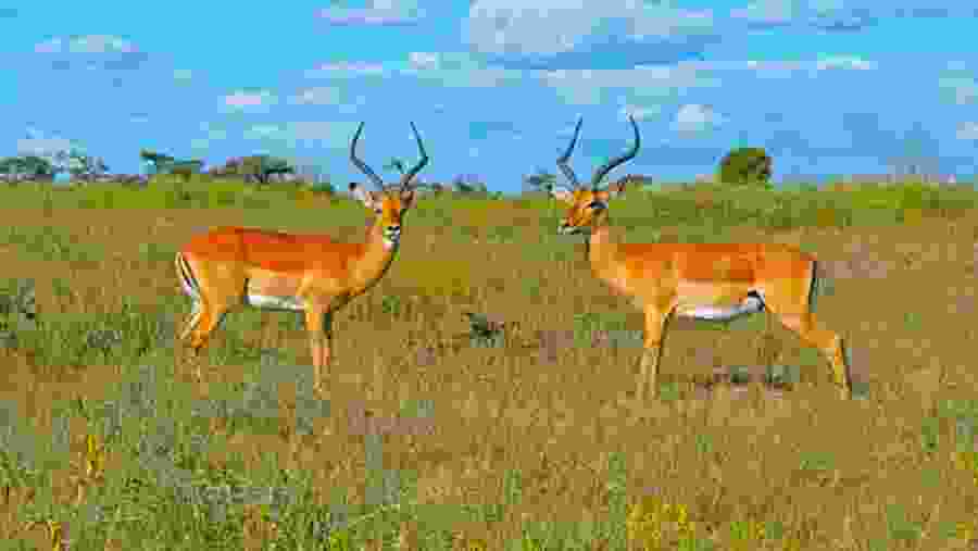 Kenya Safari Adventure