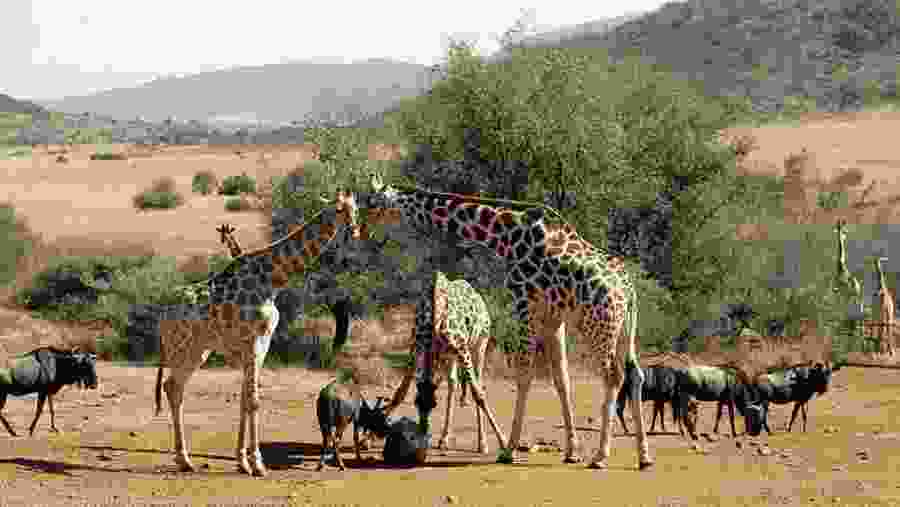 Lion & Safari Park, South Africa