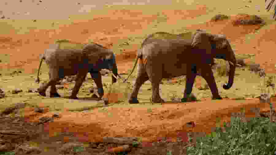 African bush elephant