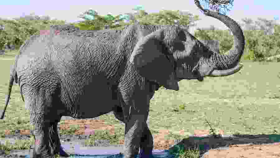 Tanzania Wildlife Safari