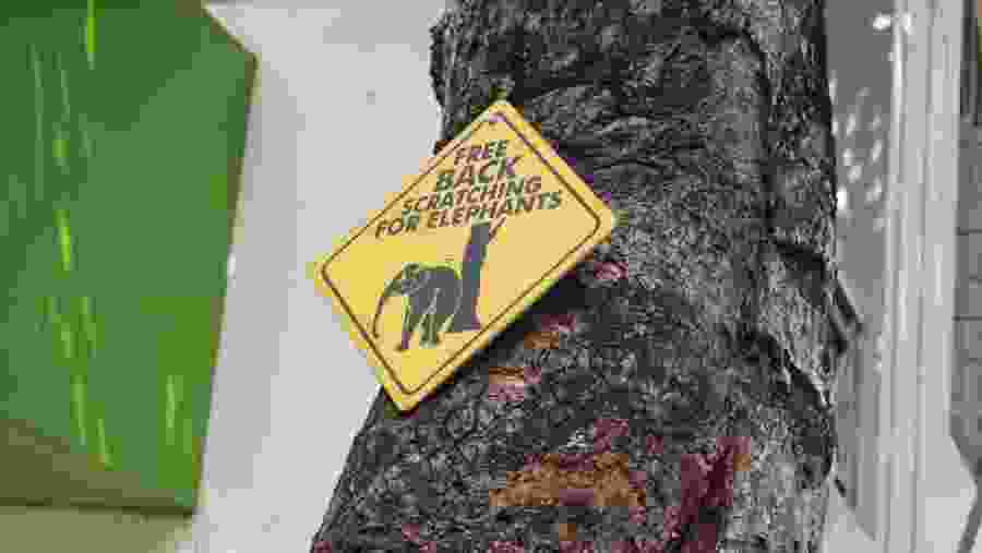 Pinnawala Elephant Orphange