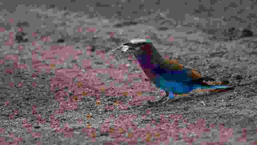 vibrant bird with its meal