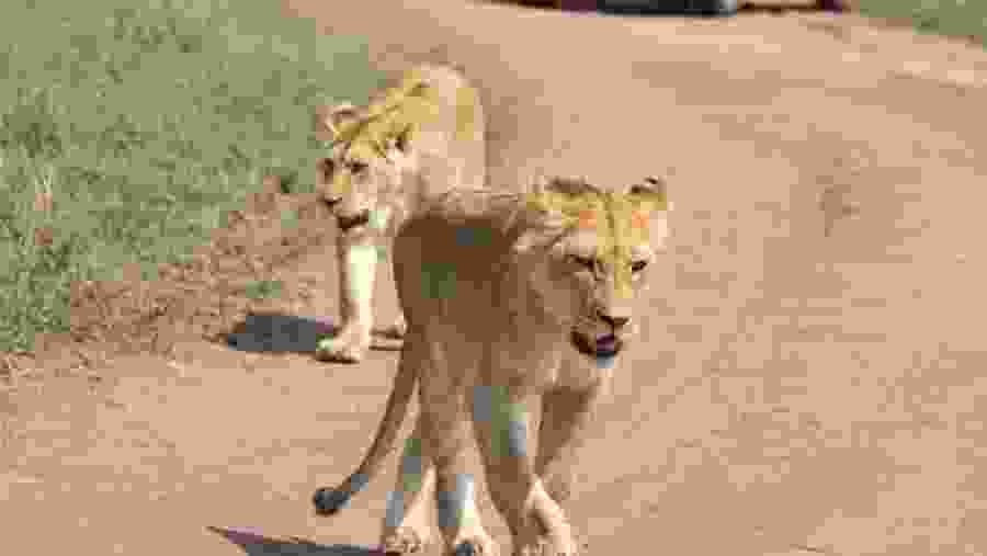 Lioness on patrol Ruaha National Park