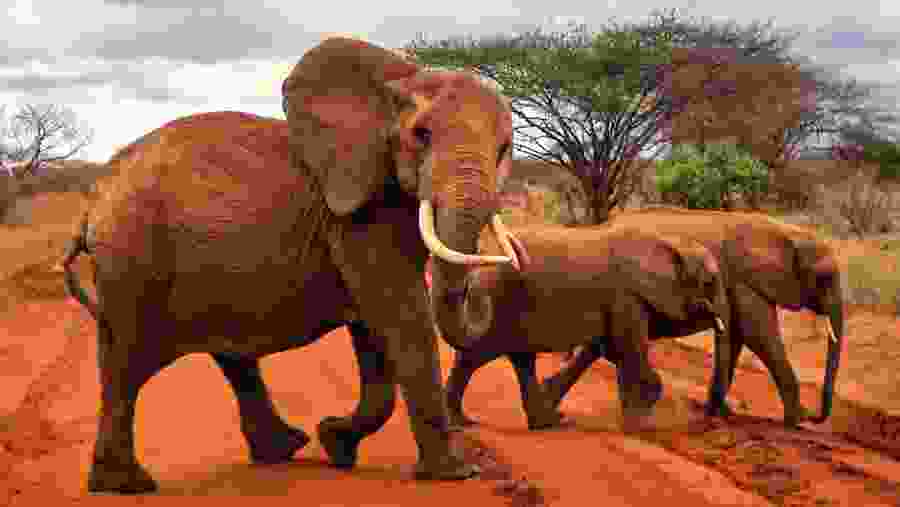 Matriarch elephant in Tsavo East